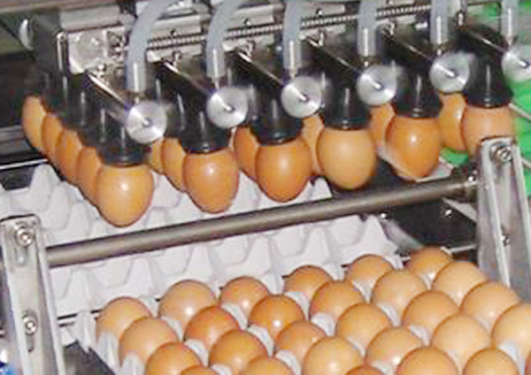 贾鲁蛋品加工厂