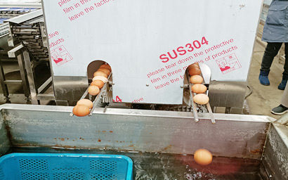 双排鸭蛋 泥蛋 松花蛋 鸡蛋清洗烘干流水线不锈钢厂家直销
