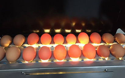 全自动双排洗蛋机 瑞昊厂家高效率清洁洗蛋设备保洁冲洗机洗蛋机